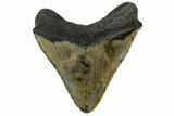 Fossil Megalodon Tooth - North Carolina #165049-1